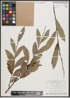 Foto von Salix appendiculata Vill. x Salix purpurea L.